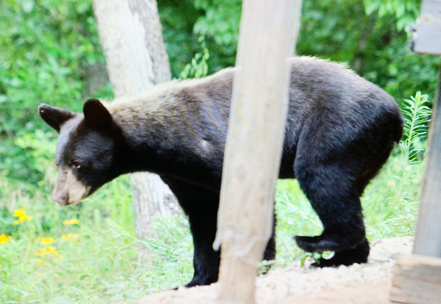 This young bear spent several days in the area on the west side of the Gasconade River. The Missouri Department of Conservation suggests not leaving food outside, which draws bears who have a very good sense of smell.